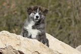 AKITA INU 064